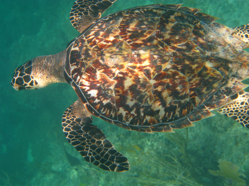 Hawksbill turtle