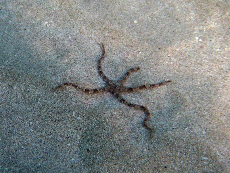 Brittle star