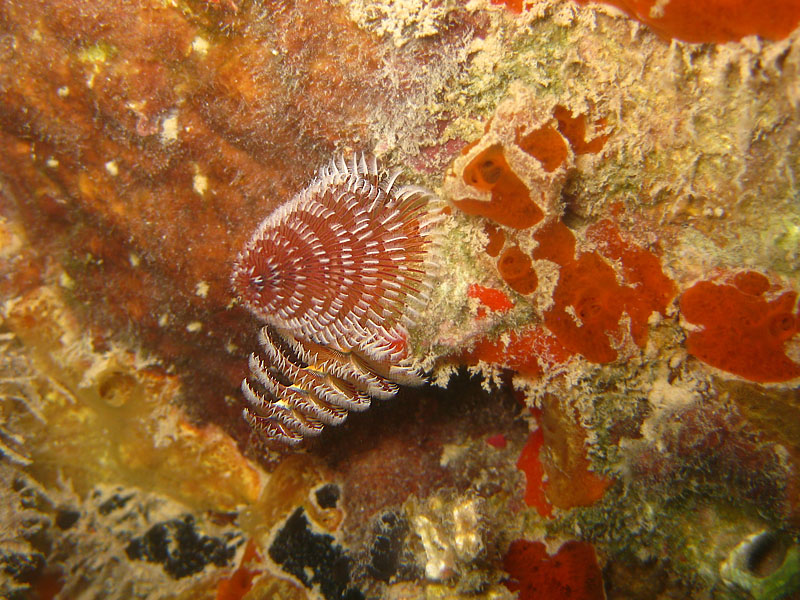 Old pier - jumping and snorkeling picture 25232