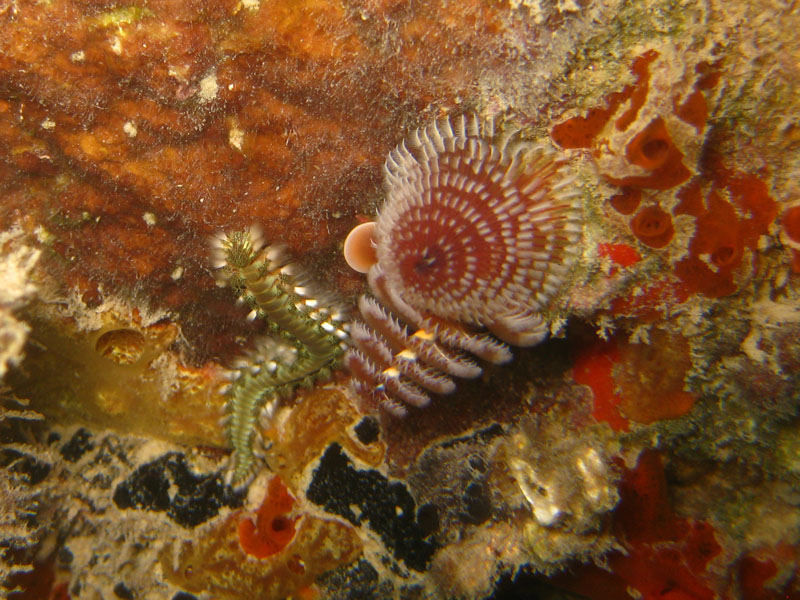 Two marine worms species - Bearded fireworm (Hermodice carunculata) and Christmas-tree worm (Spirobranchus giganteus)