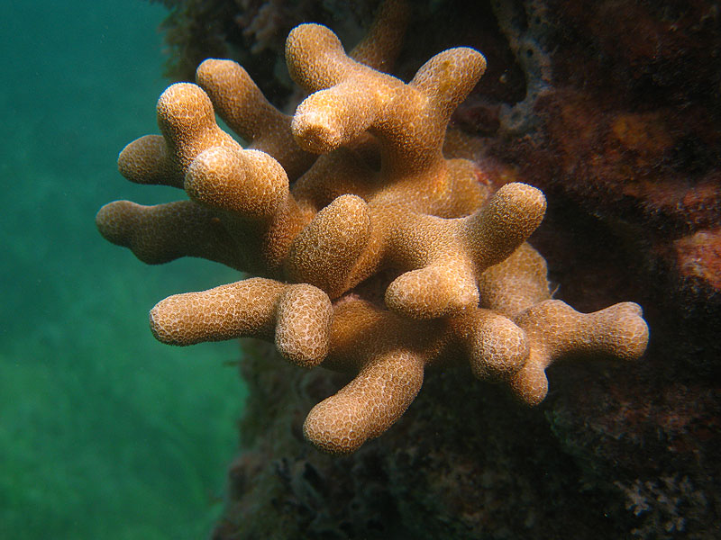 Old pier - jumping and snorkeling picture 25238