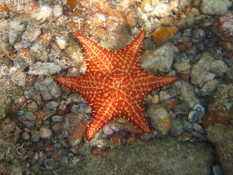 Unusual six-legged starfish (regularly they have five legs)