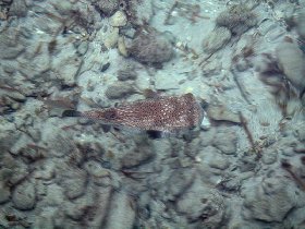 Porcupine fish under the pier (July 2010) Porcupine fish under the pier (July 2010)