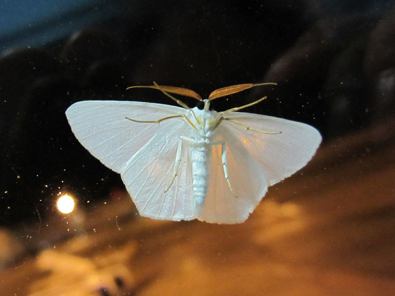 A moth on the outside
