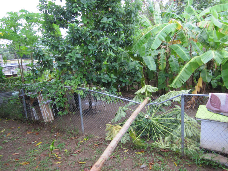 The wind uprooted our papaya