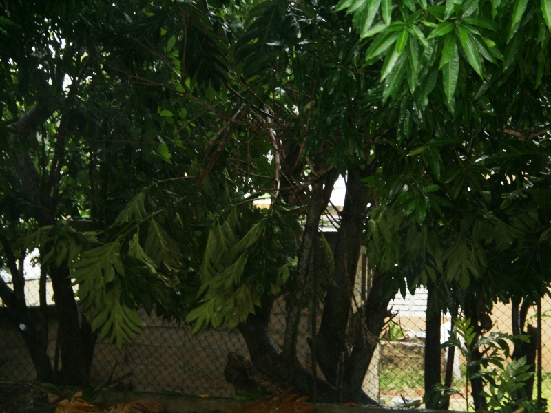 Neighbor's broken breadfruit tree