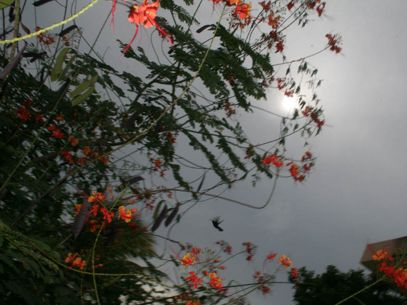 Hummingbird and the sun pushing through the still thick clouds