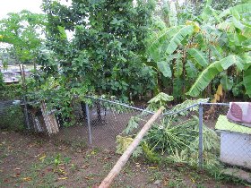 The wind uprooted our papaya (August 2010) The wind uprooted our papaya (August 2010)