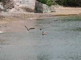 Pelicans (July 2010) Pelicans (July 2010)