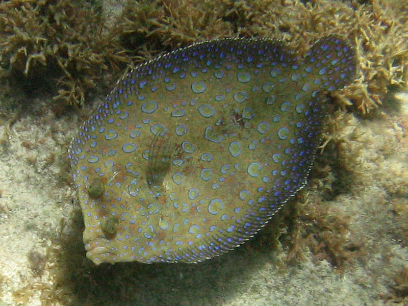 Plate fish (peacock fish) (August 2010)