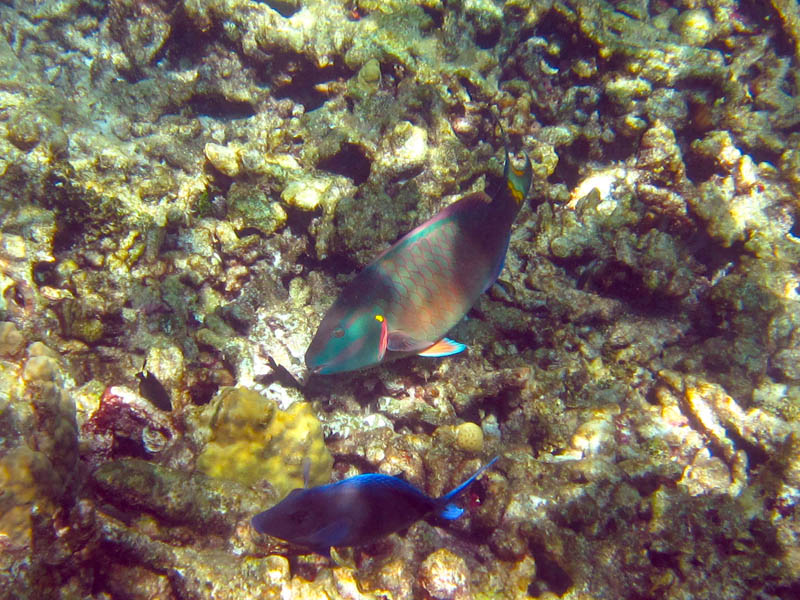 Stoplight parrotfish (Sparisoma viride)