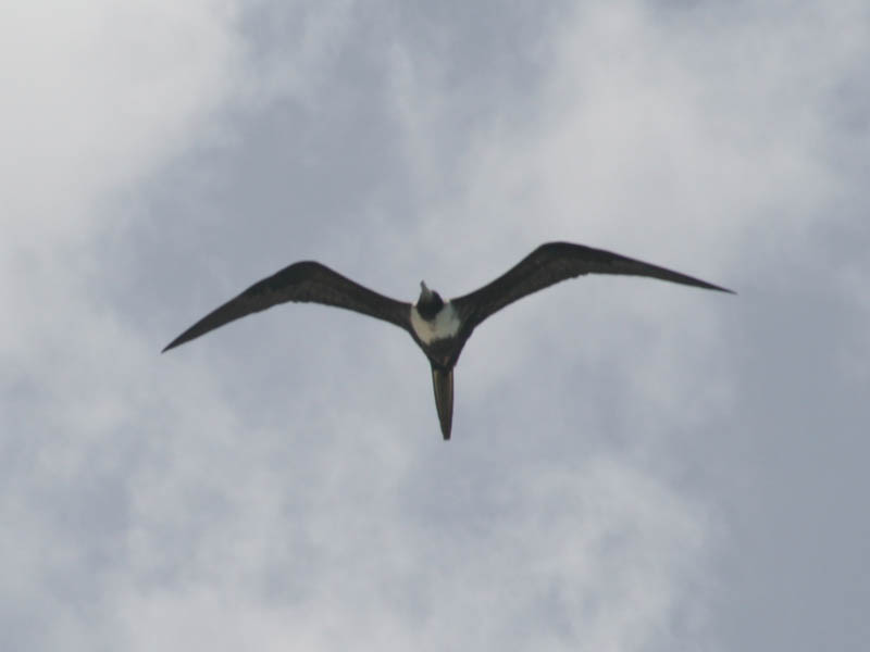 Frigate flew over our heads as we waited for the boat to hotel (August 2010)