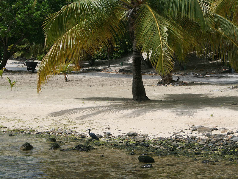 Black egret near the hotel