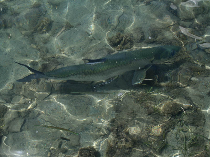 It's dense here - big tarpon, smaller remora, even smaller needles, and many barely recognizable tiny fish