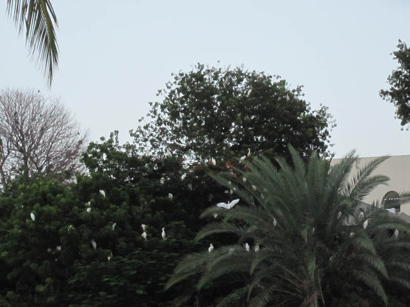 Egrets are ready to sleep and we are ready for all-you-can-eat beach barbecue