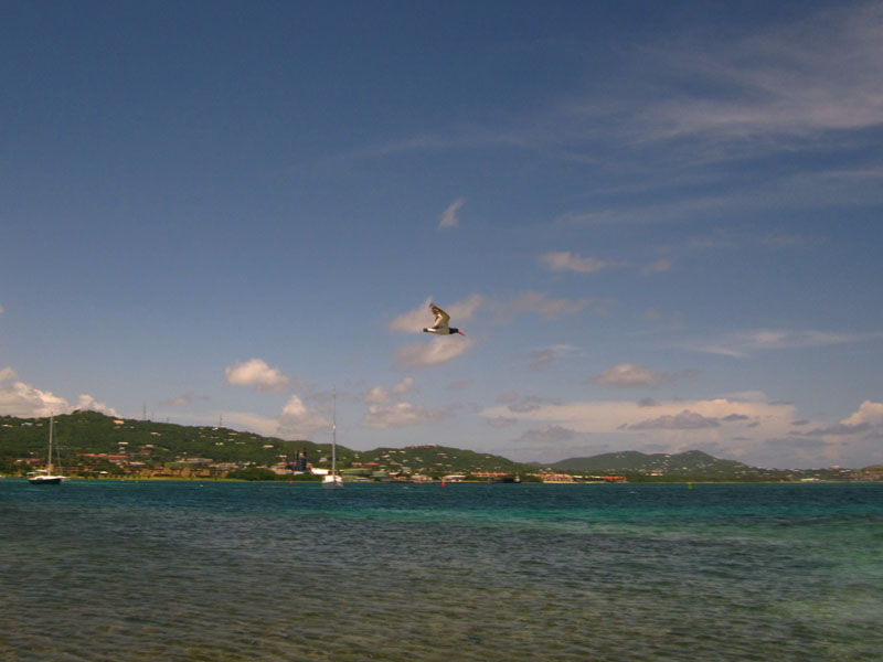 Flying oystercatcher