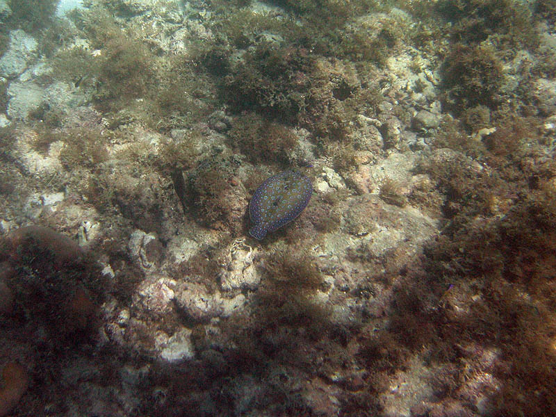 Snorkeling behind the hotel picture 25361