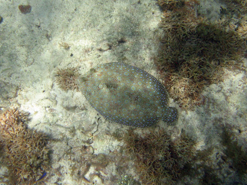 Snorkeling behind the hotel picture 25362