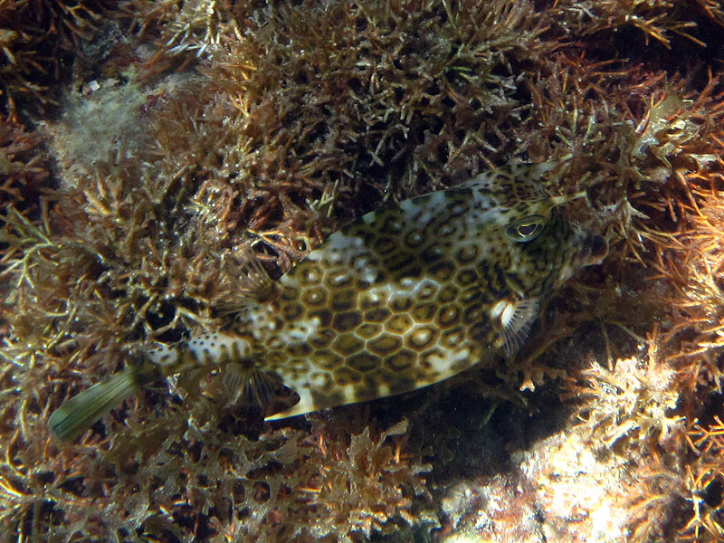 Honeycomb cowfish