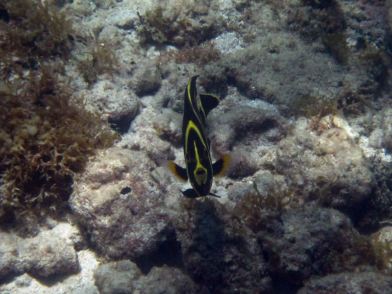 Juvenile French angelfish