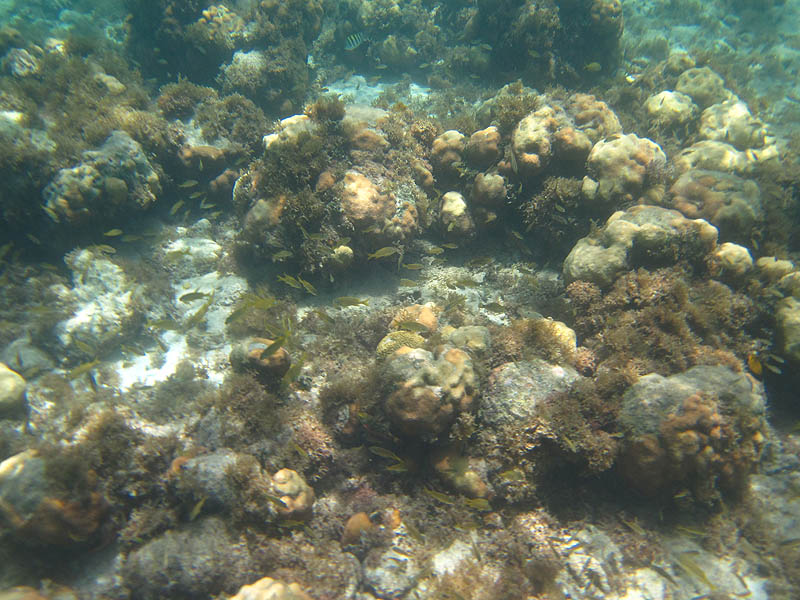 Snorkeling behind the hotel picture 26049