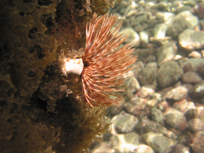 Feather duster worm