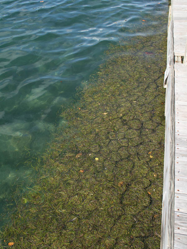 Seagrass creates interesting patterns
