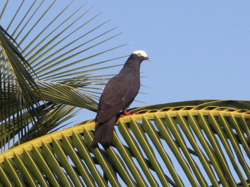 White-Crowned Pigeon - rare on St. Croix