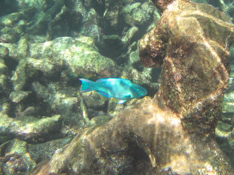 Buck Island Reef National Monument picture 25988