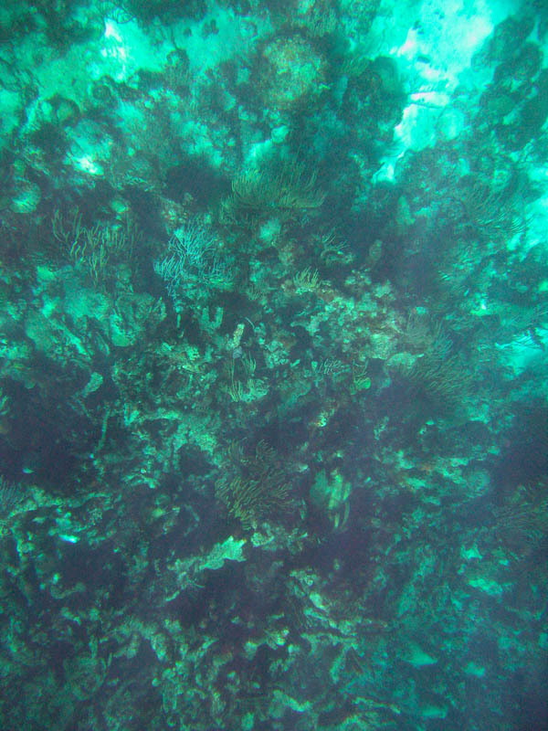 Buck Island Reef National Monument picture 25405