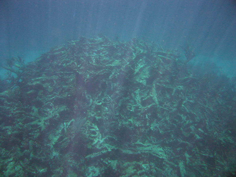 Corals create huge piles