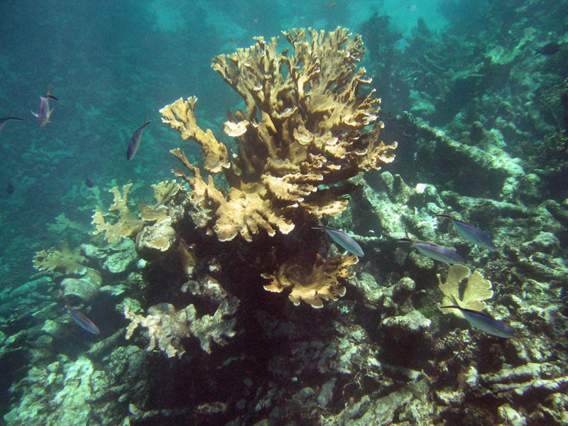 Buck Island Reef National Monument obrzok 25408