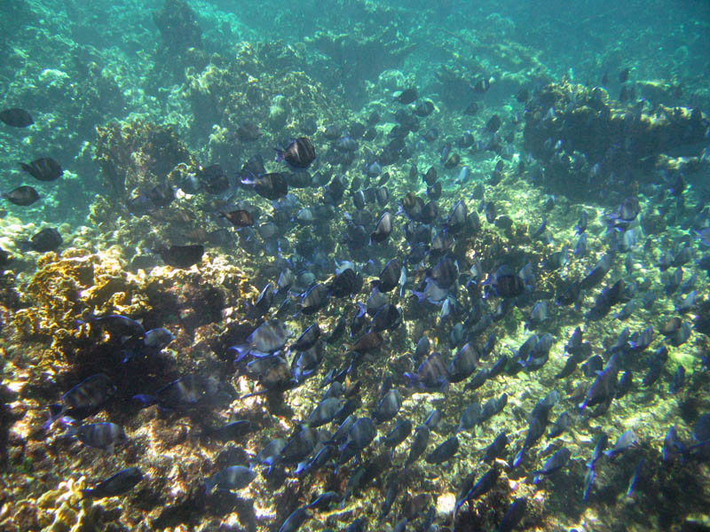 Buck Island Reef National Monument picture 25410