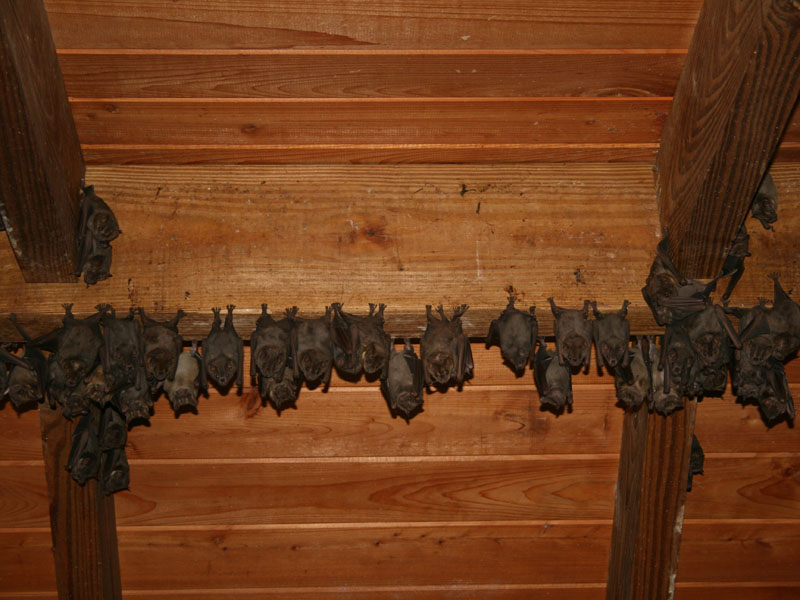 Fruit-bats in an abandoned house