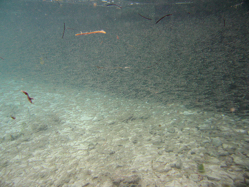 Cloud of tiny fish