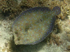 Plate fish (peacock fish) (August 2010) Plate fish (peacock fish) (August 2010)