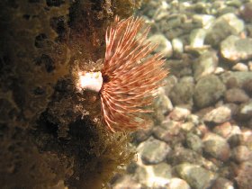 Feather duster worm (August 2010) Feather duster worm (August 2010)