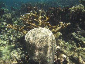 Buck Island Reef National Monument (August 2010) Buck Island Reef National Monument (August 2010)