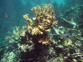 Buck Island Reef National Monument (August 2010) Buck Island Reef National Monument (August 2010)