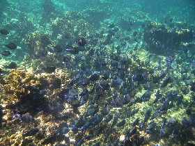 Buck Island Reef National Monument (August 2010) Buck Island Reef National Monument (August 2010)