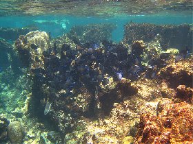 Shoal of blue tangs (August 2010) Shoal of blue tangs (August 2010)