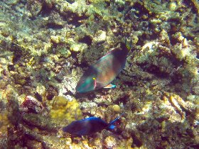 Stoplight parrotfish (Sparisoma viride) (August 2010) Stoplight parrotfish (Sparisoma viride) (August 2010)
