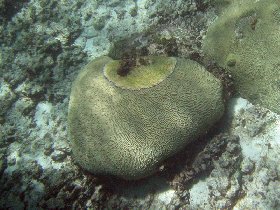 Buck Island Reef National Monument (August 2010) Buck Island Reef National Monument (August 2010)
