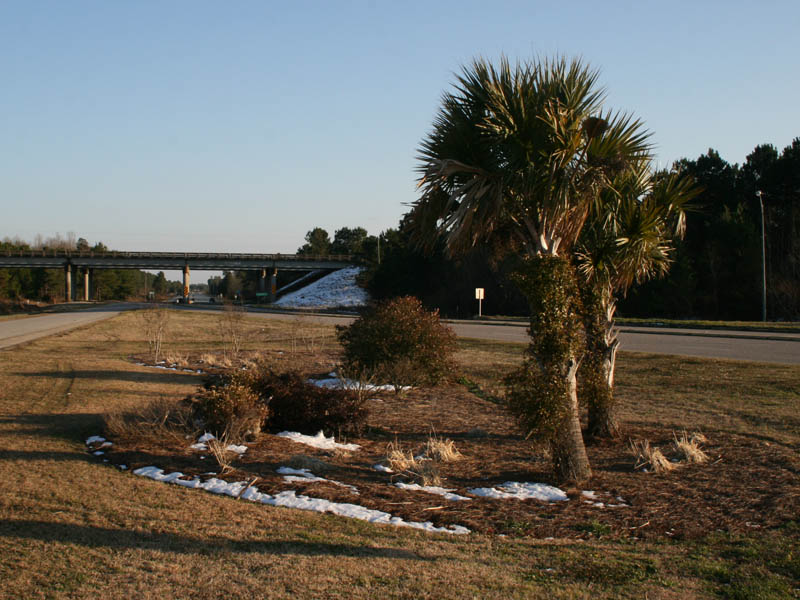 Palms and snow - South Carolina