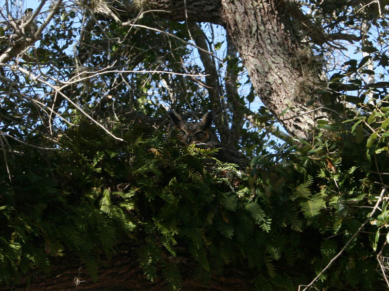 Nesting owl