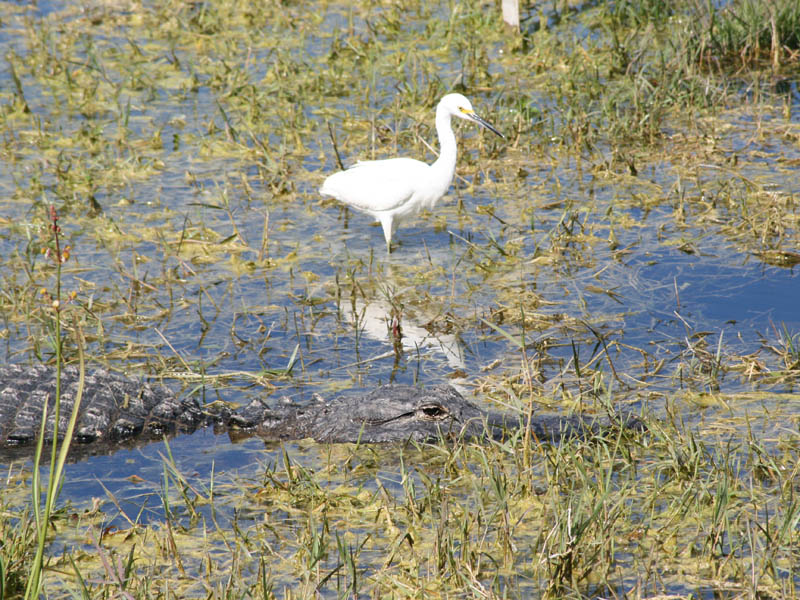 Everglades National Park picture 23938