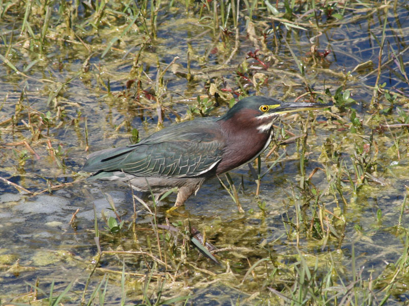 Green Heron