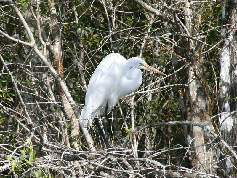 Great White Egret