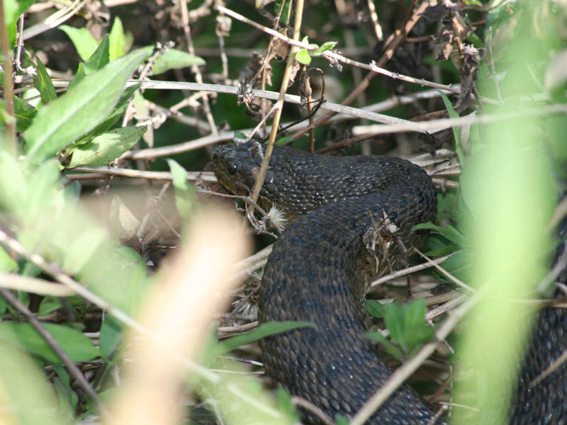 A cottonmouth snake in the bushes