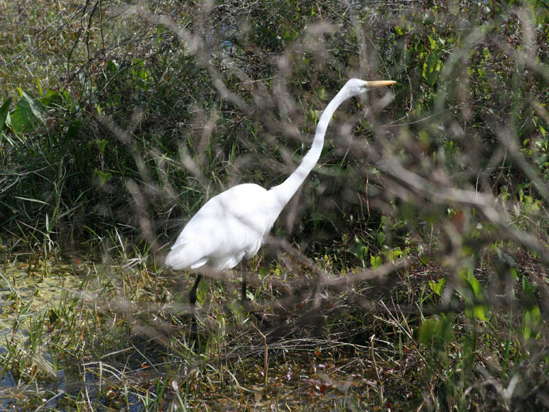 Great White Egret with fully extended neck